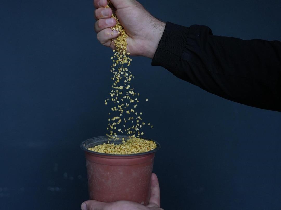 İlk hasat gerçekleşti: Ata tohumu yetiştiriciliği meyvelerini verdi! Tarımsal miras korunacak... 3