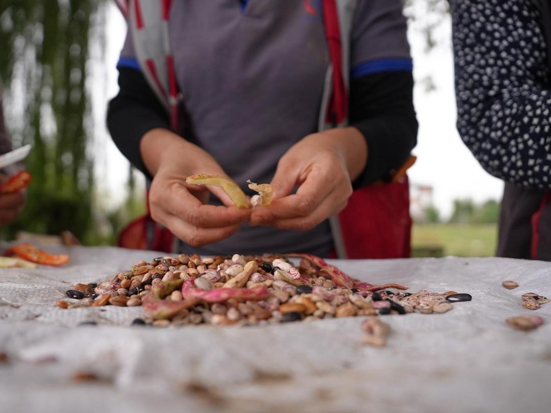İlk hasat gerçekleşti: Ata tohumu yetiştiriciliği meyvelerini verdi! Tarımsal miras korunacak... 6