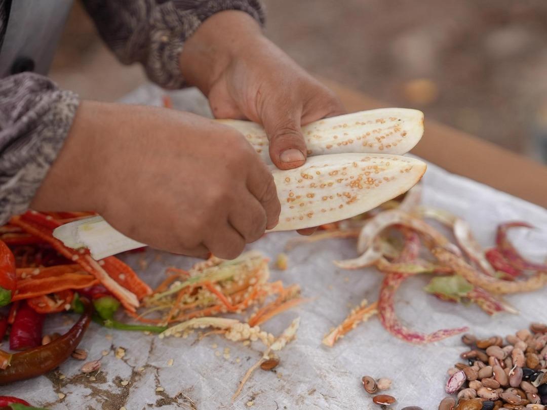 İlk hasat gerçekleşti: Ata tohumu yetiştiriciliği meyvelerini verdi! Tarımsal miras korunacak... 8