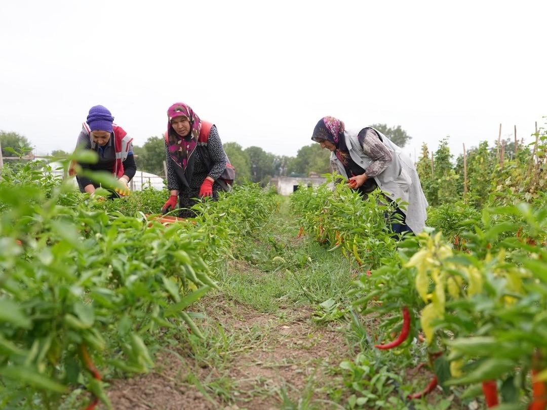İlk hasat gerçekleşti: Ata tohumu yetiştiriciliği meyvelerini verdi! Tarımsal miras korunacak... 9