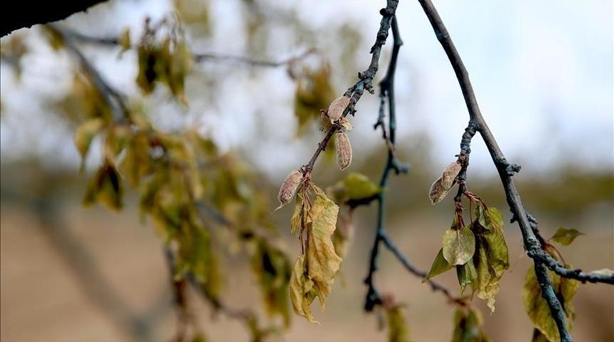 Kırklareli'nde zirai dondan etkilenen 220 üreticiye 22,5 milyon lira destekleme
