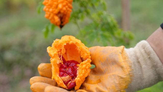 İlk hasat gerçekleşti: Ata tohumu yetiştiriciliği meyvelerini verdi! Tarımsal miras korunacak...