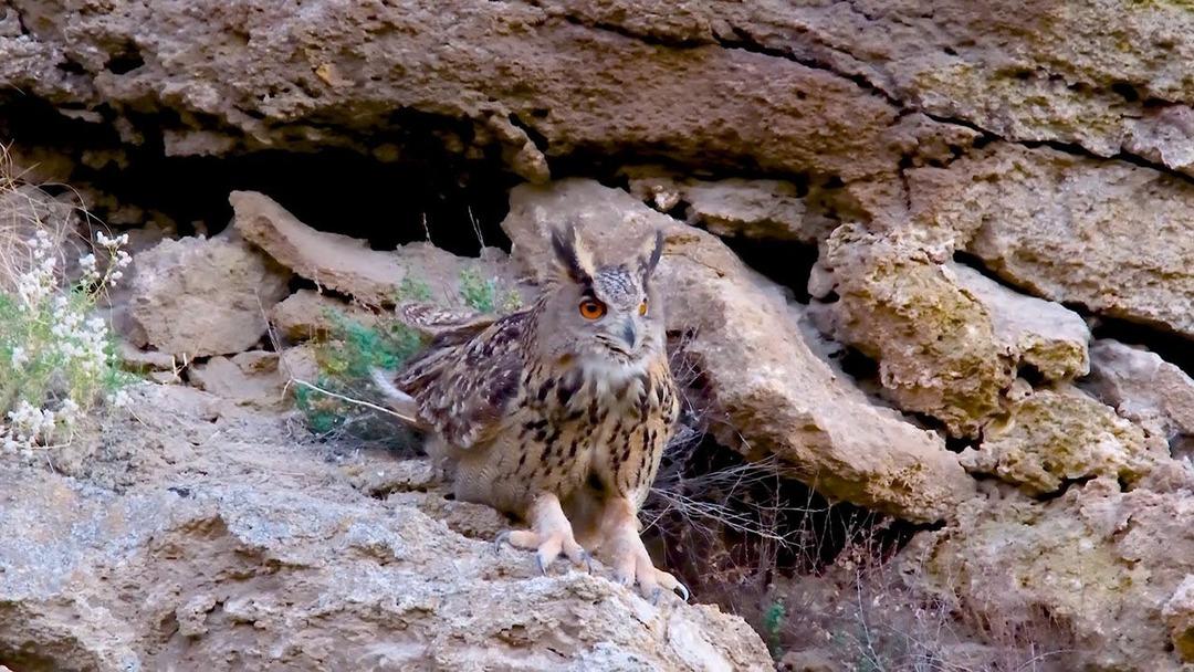 Türünün en büyüğü için defalarca gittiler! Sonunda görüldü, hayran bıraktı 3
