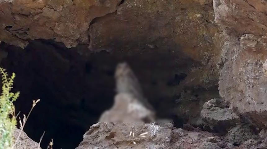 Türünün en büyüğü için defalarca gittiler! Sonunda görüldü, hayran bıraktı