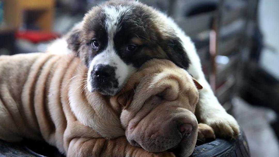 Alkol alıp oğlunun köpeğini öldürdü! Korkunç olayın suç maddesi samuray kılıcıymış 2