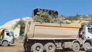 Akbelen Ormanı’nda, asırlık zeytin ağaçları kepçelerle söküldü! Köylüler gözyaşlarıyla tepki gösterdi