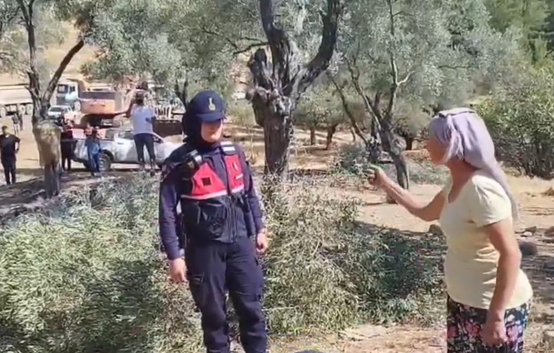 Akbelen Ormanı’nda, asırlık zeytin ağaçları kepçelerle söküldü! Köylüler gözyaşlarıyla tepki gösterdi 3