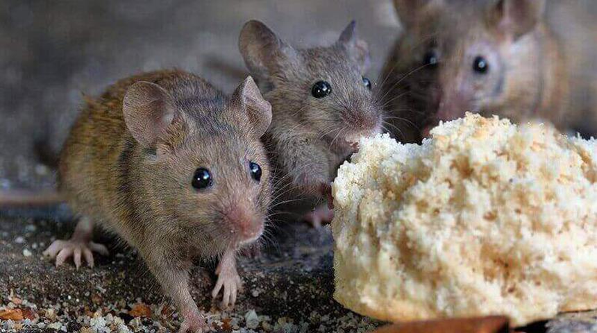 Hızlı yayılan salgına dikkat! Hayvandan insana bulaşıyor: Ölenlerin sayısı 162'ye yükseldi!