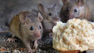 Hızlı yayılan salgına dikkat! Hayvandan insana bulaşıyor: Ölenlerin sayısı 162'ye yükseldi!