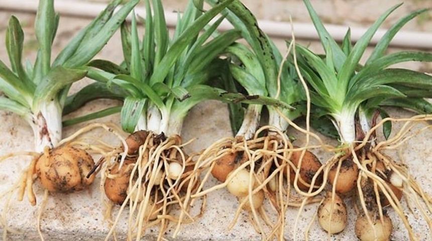 2 kilosu 1 yıl yetiyor! İzinsiz koparana 557 bin TL ceza!