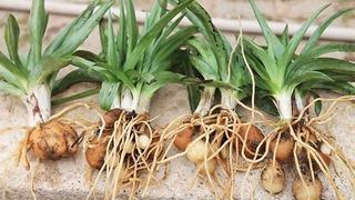 2 kilosu 1 yıl yetiyor! İzinsiz koparana 557 bin TL ceza!