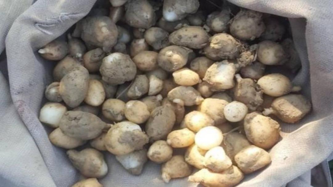 2 kilosu 1 yıl yetiyor! İzinsiz koparana 557 bin TL ceza! 1