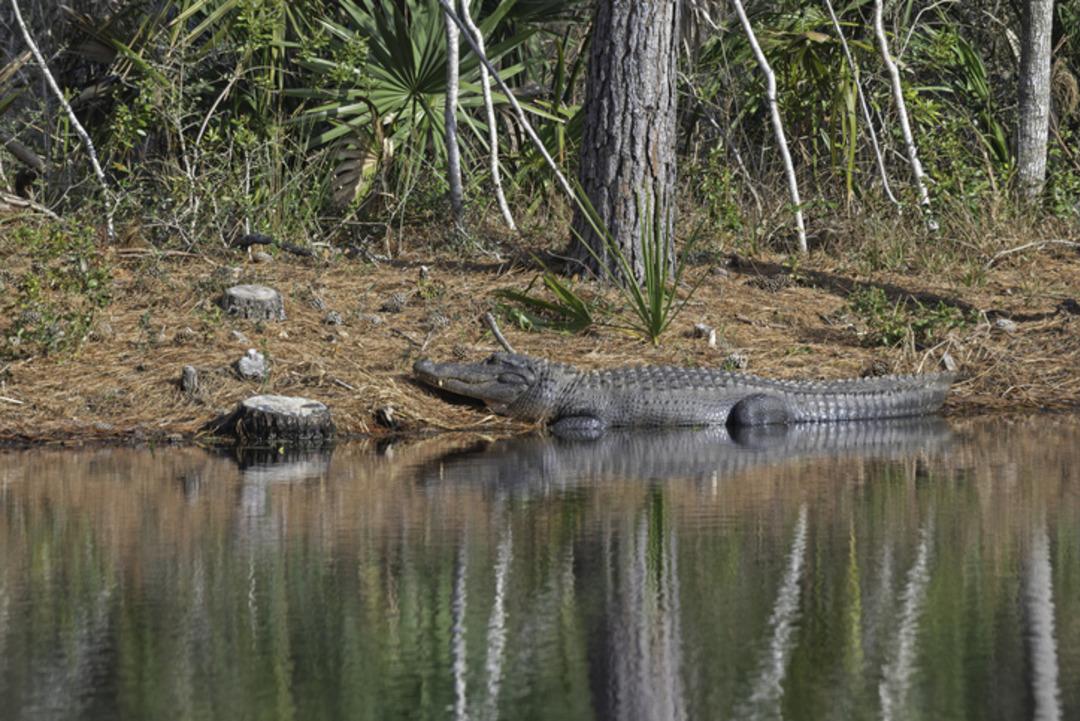 Dehşete düşüren olay! Timsah saldırısına uğrayan genç kız hayatını kaybetti 1