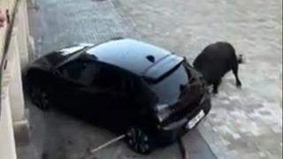 Festivalden kaçtı, turistin aracını paramparça etti