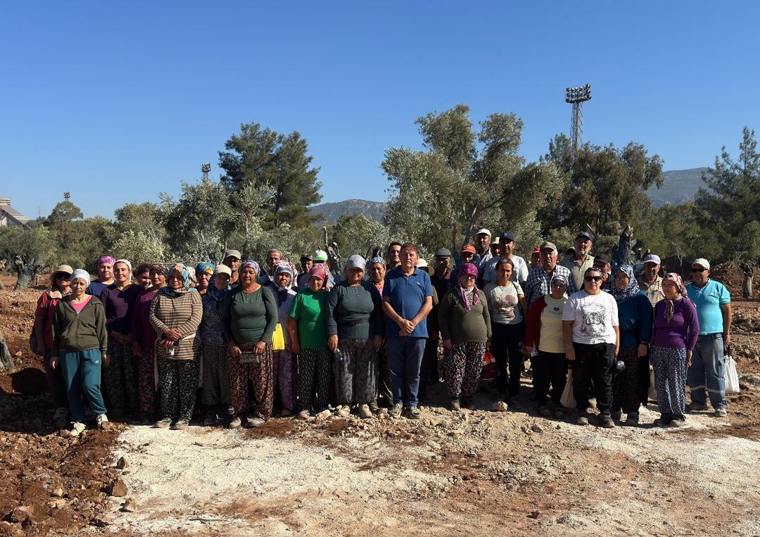 Bölge halkı taşınan zeytinleri yerinde gördü 2