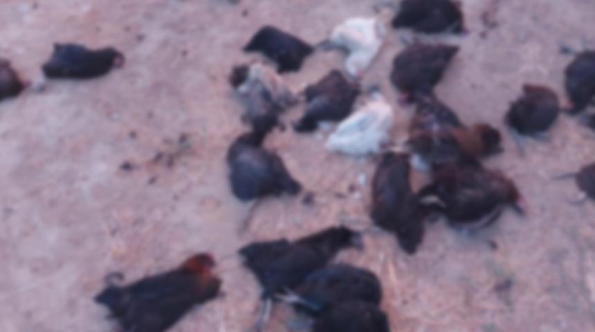 Yer: Aydın! Sokak köpekleri 25 tavuğu telef etti