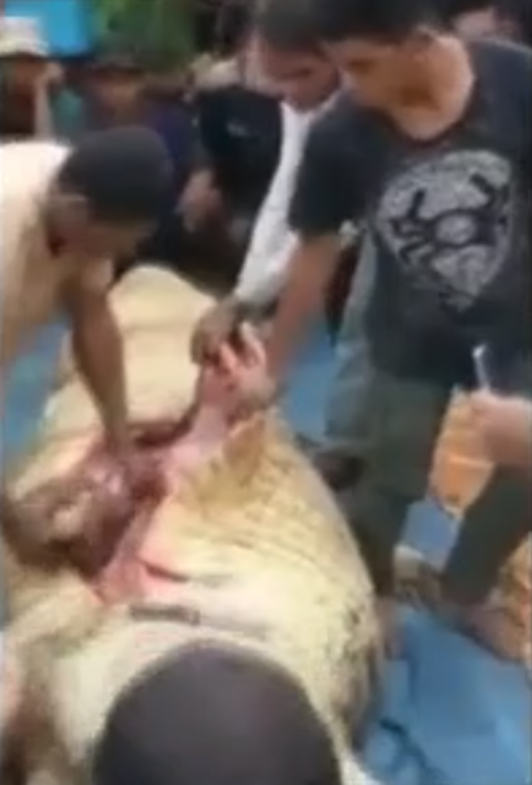 Timsahın yediği adam midesinden b&ouml;yle &ccedil;ıkarıldı