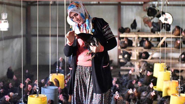 Şehirden sıkılıp köye döndü, şimdi tam 2 bin tavuğu var G1