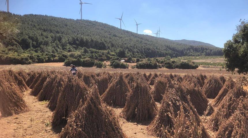 Susamda hasat zamanı yaklaşıyor