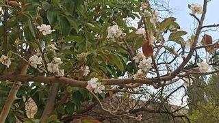 Sonbaharda çiçek açan ağaç görenleri hayrete düşürdü