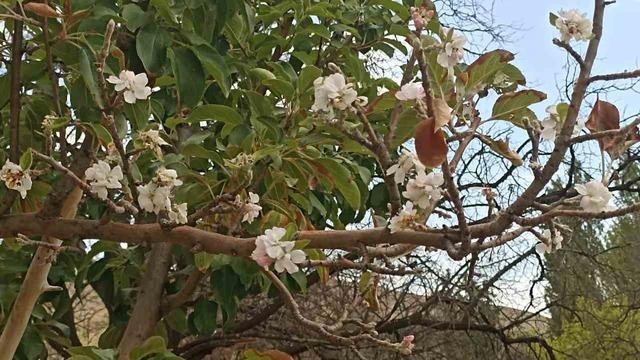 Sonbaharda çiçek açan ağaç görenleri hayrete düşürdü