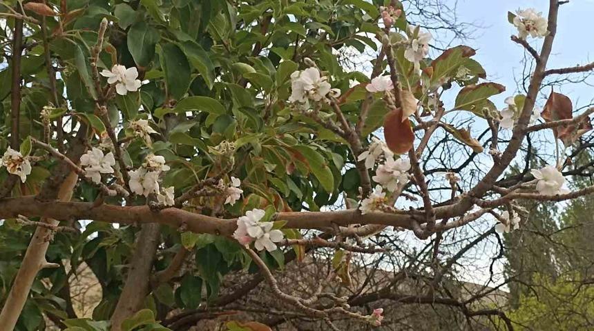 Sonbaharda çiçek açan ağaç görenleri hayrete düşürdü