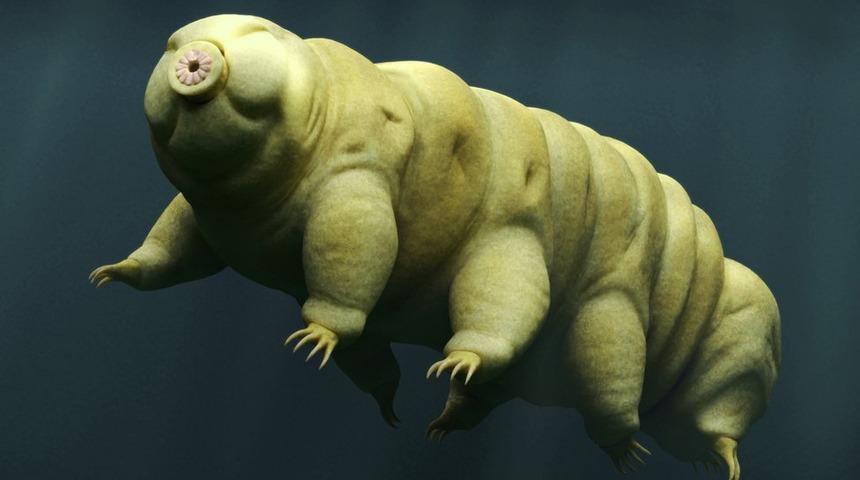 D&uuml;nyanın en dayanıklı canlısı: Su ayısı