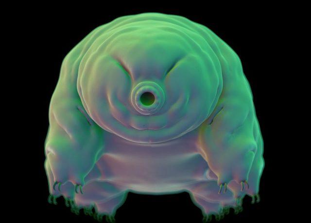 D&uuml;nyanın en dayanıklı canlısı: Su ayısı 1