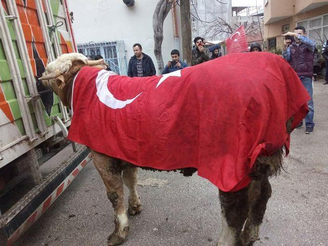 Afrin’deki Mehmetçiğe tosun gönderdiler