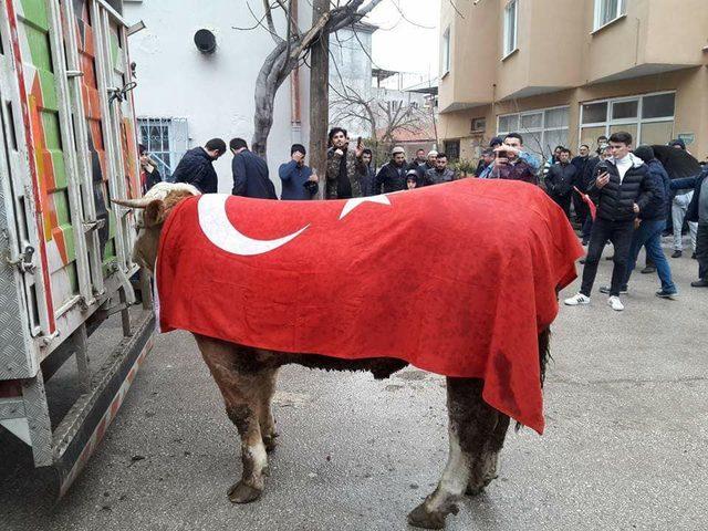 Afrin’deki Mehmetçiğe tosun gönderdiler