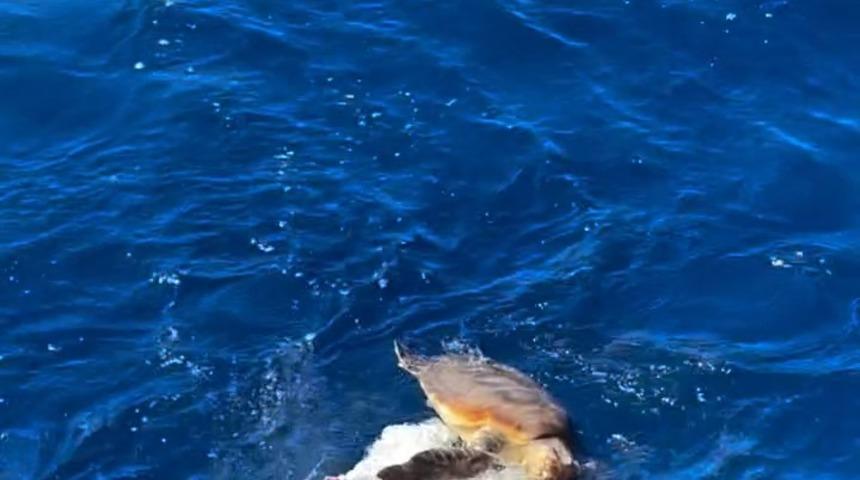 K&uuml;resel Sumud Filosu, plastik atıklara takılmış Caretta'yı kurtardı