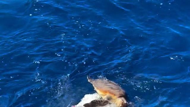 Küresel Sumud Filosu, plastik atıklara takılmış Caretta'yı kurtardı