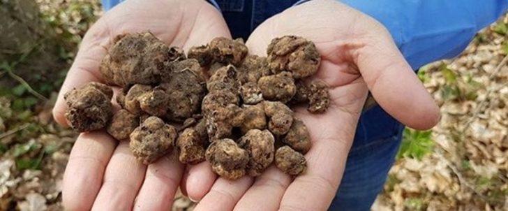 Yurtdışına çıkarmaya çalıştı, 466 bin lira ceza aldı G1