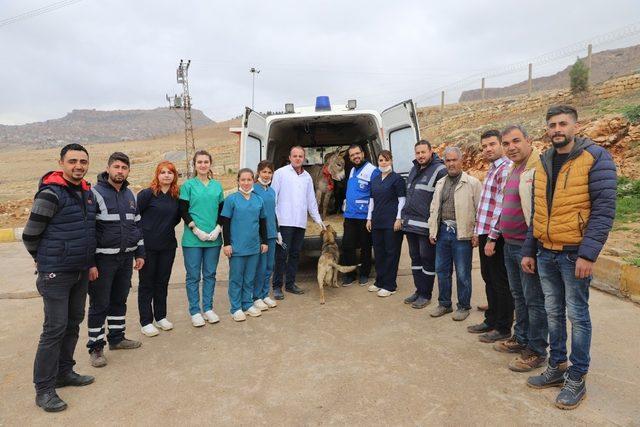 Mardin’deki eşekler İstanbul’da tedavi edilecek