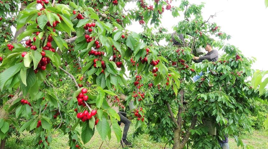 Tokat'ın özel kirazını don felaketi vurdu! 5 milyon dolarlık kayıp yaşandı: "1 kilo bile ürün alamadık"