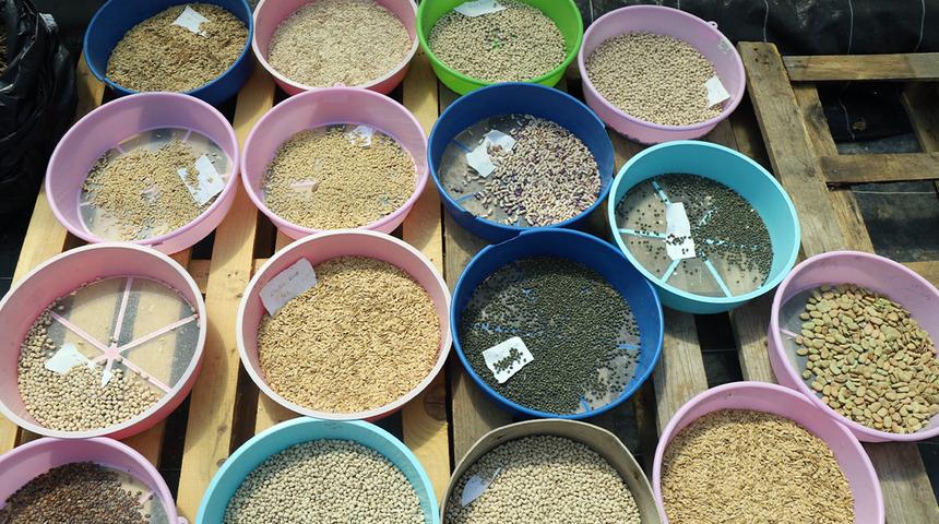 Muğla Büyükşehir Belediyesi'nden 2026 hedefi: 4 milyon ata tohumu dağıtılacak