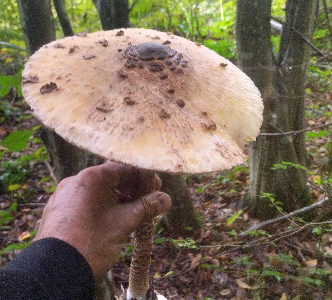 Yer: Ordu! Ailesiyle gezerken fark etti! Görenler hayret etti 1