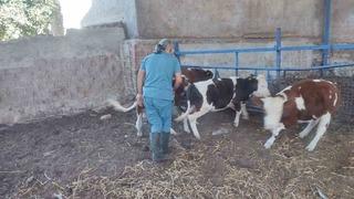 Söke'de hayvan aşılaması: Sağlık için önemli adım