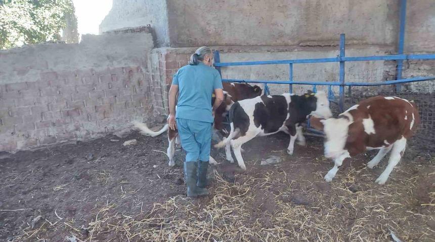 Söke'de hayvan aşılaması: Sağlık için önemli adım