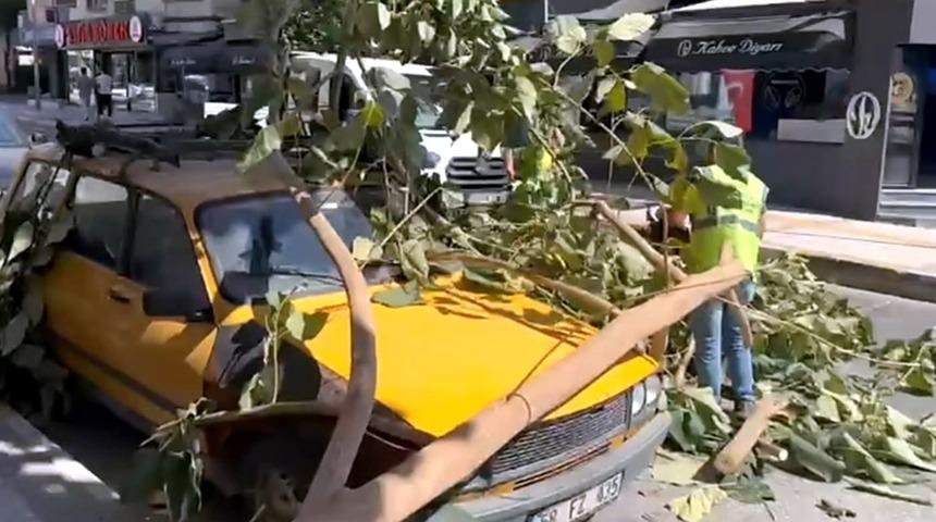 Söke'de ağacın dalı araç üzerine düştü