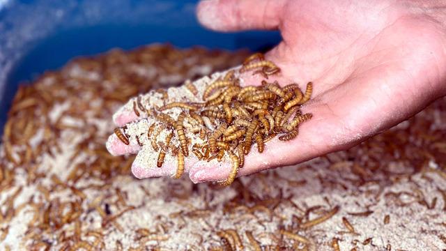 6 yıldır bu işi yapıyor ölümler artınca evinde tesis kurdu 'Kargo ile gönderiyor'