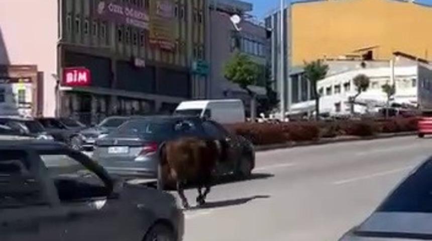 Safranbolu’da inek yola çıktı, trafikte tehlike oluştu