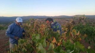Üzümünü hasada kadar korumak isteyen çiftçinin sıfır maliyetli çözümü kuşları uzaklaştırıyor