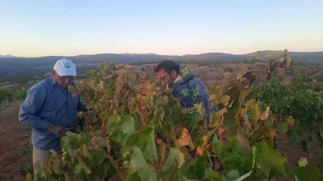 Üzümünü hasada kadar korumak isteyen çiftçinin sıfır maliyetli çözümü kuşları uzaklaştırıyor