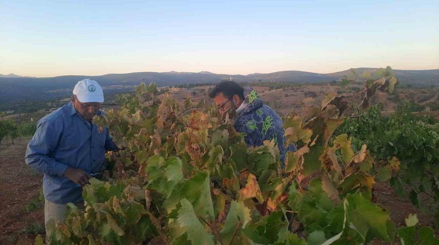 Üzümünü hasada kadar korumak isteyen çiftçinin sıfır maliyetli çözümü kuşları uzaklaştırıyor