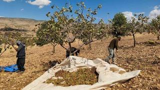 Siirt’te fıstık hasadında sona gelindi