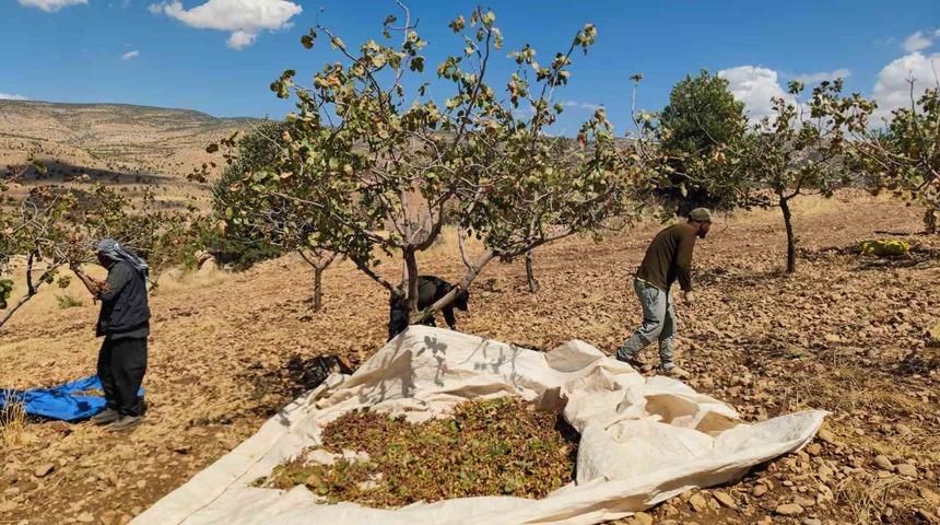 Siirt’te fıstık hasadında sona gelindi