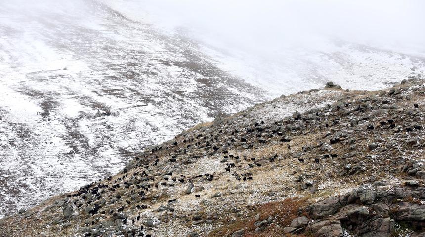 Ardahan'da küçükbaş hayvan sürüleri kar yağışına hazırlıksız yakalandı