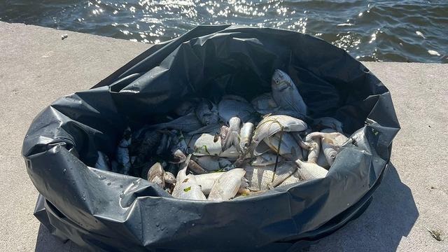 İzmir Körfezi'nde balık ölümleri sürüyor! Yetkililer çaresini mutlaka bulmalı