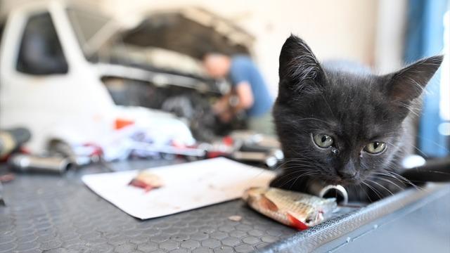 Tamire getirilen otomobilin motor kısmından çıkarılan kediyi usta sahiplendi